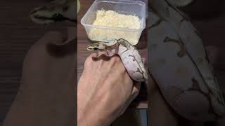 Unboxing new baby spider lesser ball python ballpython reptile pets [upl. by Haimaj]