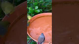 Pekin Robin  Diamond Firetail Finch  Zosterops [upl. by Wemolohtrab982]