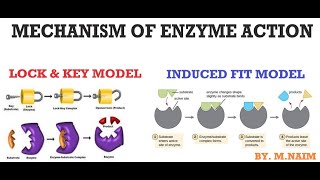 CHAPTER 06 ENZYMES “MECHANISM OF ENZYME ACTION amp SPECIFICITY OF ENZYMES” [upl. by Nikki]