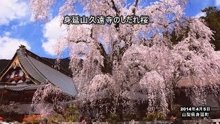 身延山久遠寺のしだれ桜見ごろ [upl. by Esir]