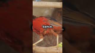 Mind Blowing Facts Golden pheasant shorts animals funfacts informative [upl. by Einnej]