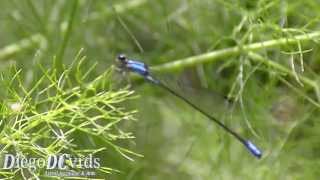 Archibasis oscillans  Blue Damselfly  Libélula azul Zygoptera Coenagrionidae Enallagma species [upl. by Ladnyc]