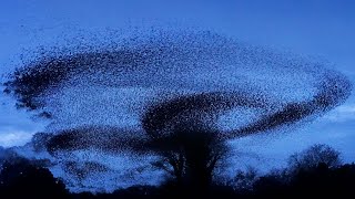 Winter Starling Murmuration  4K  Discover Wildlife  Robert E Fuller [upl. by Ambrosio]