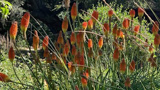 Red Hot Poker [upl. by Traggat]