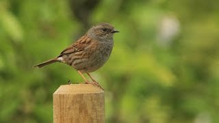 accenteur mouchet HD  Dunnock HD [upl. by Ebag]