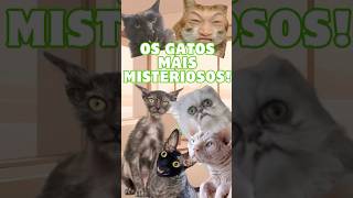 GATOS INACREDITÁVEIS CONHEÇA OS GATOS MAIS RAROS E ESQUISITOS  shorts gatos fyp [upl. by Kaete]