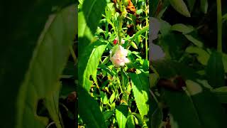 Tips For Gulmandi  Tips For Balsam shortvideo garden shorts gardening [upl. by Kim]