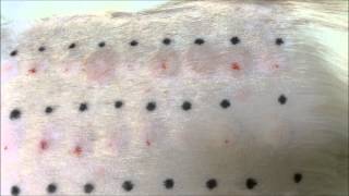 Intradermal Skin Testing at Dermvet Skin amp Ear Clinic Leicester [upl. by Nahshun]