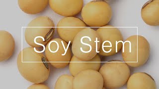 SoyStem Collagen synthesis and AntiWrinkle [upl. by Elay415]