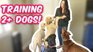 MULTIPLE Dogs At Home Try these 3 EASY TIPS [upl. by Eitsyrk]