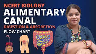 Alimentary canal  Flow chart  Digestion and absorption  Class XI  NEET [upl. by Anaerda]