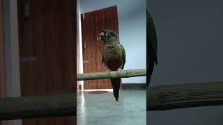 Wild conure bird sound and eating kissmiss [upl. by Lesirg732]