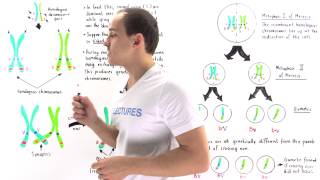 Linked Genes Crossing Over and Genetic Recombination [upl. by Jarin566]