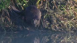 A North American Beaver hauls and stuffs mud and pond vegetation up onto its northern USA lodge [upl. by Jacklin]