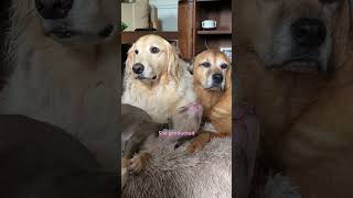 Skinny Foster Puppy Cant Stop Cuddling Up To Golden Retriever  The Dodo [upl. by Rora]