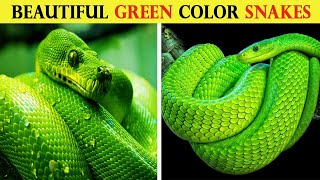 10 Most Beautiful Green Color Snakes [upl. by Malilliw549]