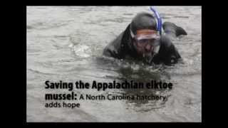 North Carolina hatchery helps endangered mussel [upl. by Lazes]