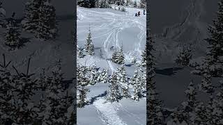 Professional snowboarder slides off a tree branch [upl. by Grenville786]