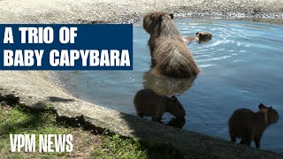 Three Baby Capybaras at Metro Richmond Zoo [upl. by Leakim262]