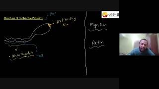 Structure of Contractile Proteins  12th NEET Biology  25th Oct 2024 [upl. by Eugenides]