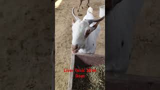 Liver Tonic veterinary viralshort viralvideo trending babygoats modi cow animals farm farm [upl. by Parent212]