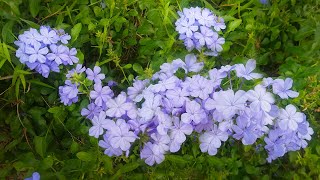 Blue Plumbago Plant Plumbago auriculata [upl. by Eelhsa]