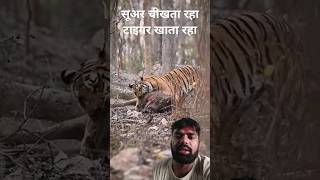 sikari tigerviralvideo shortvideo tiger wildlife animals [upl. by Baptist]