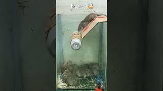 Easy Homemade Mouse Trap with a Plastic Bucket amp Cardboard rattrapratmousetrap shorts rat [upl. by Hajar]