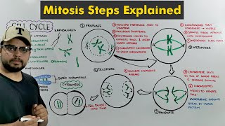 Cell Cycle Mitosis in Detail [upl. by Noslrac]