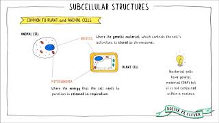 SUBCELLULAR STRUCTURES AQA 91 GCSE Biology Topic 1 Cell Biology [upl. by Vachell]