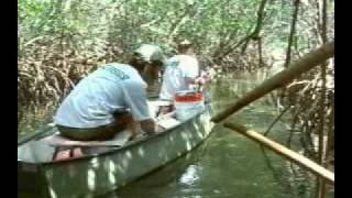 Weedon Island Preserve Canoe Trail [upl. by Ailuy619]