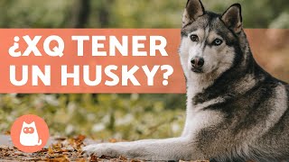 VENTAJAS de tener un HUSKY SIBERIANO 🐺 Top 5 RAZONES [upl. by Ranique175]