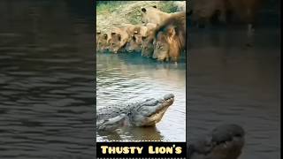 Lions Risky Sip Drinking Water Near a Deadly Crocodile [upl. by Ralf936]