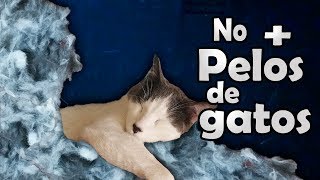 Pelos de gato método efectivo para evitar la caída del pelo comprobado Gatos [upl. by Anasus]