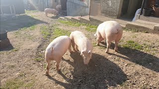 AM DUS 5 PORCI DE RASĂ LA UN CLIENT [upl. by Chrissy759]