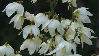 Flor de izote la flor nacional de El Salvador Centroamérica [upl. by Raffin]