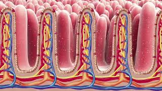 absorption intestinale [upl. by Aeel]