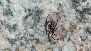 Steatoda paykulliana spider [upl. by Oirasan]