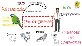 Parrot Disease Psittacosis  Symptoms Treatment and Prevention [upl. by Eesak984]