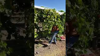 Cosecha de uvas 🍇 en california trabajodecampo cosecha fruit cosechadora [upl. by Sehguh484]