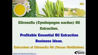 Citronella Cymbopogon nardus Oil Extraction  Profitable Essential Oil Extraction Business Ideas [upl. by Itra]