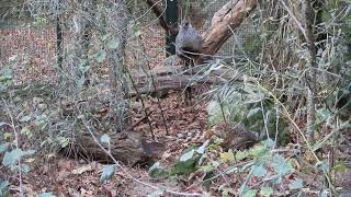 Naturalistic aviary furnishings amp habitat recreation for cheer pheasant Catreus wallichii [upl. by Sower]