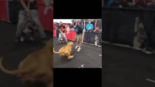 Most aggressive pitbull atuck on juge dog shwo 😱😱😱😱🐉bullybully americanbullykenne [upl. by Andriette]