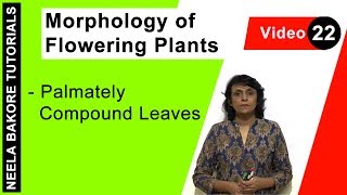 Morphology of Flowering Plants  NEET  Palmately Compound Leaves  Neela Bakore Tutorials [upl. by Nitneuq]