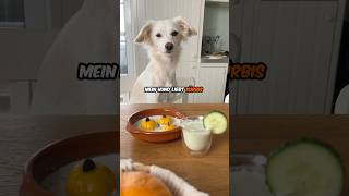 Hund 🐶  Kürbis🎃  ❤️ hund kochen rezept [upl. by Yendys752]