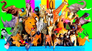 Animals  Lion Cheetah Leopard Elephant Zebra Giraffe Hippo Rhino Mandrill Oryx 13 [upl. by Athalee438]