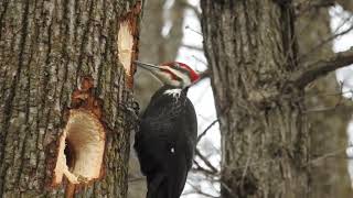 Pileated Woodpecker hard at work [upl. by Saire312]