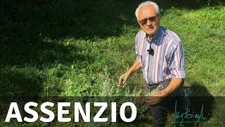 Assenzio pianta di stimolo dellAppetito e della Vitalità Mentale [upl. by Aettam207]