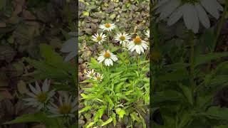 White Beauty perennials gardenflower homegarden coneflowers summerblooms [upl. by Alba625]