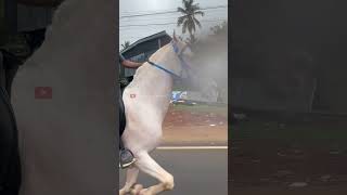 മലപ്പുറത്തിന്റെ സുൽത്താൻ  shimil  malappuram  horse horselover animals love [upl. by Ahsiekat]